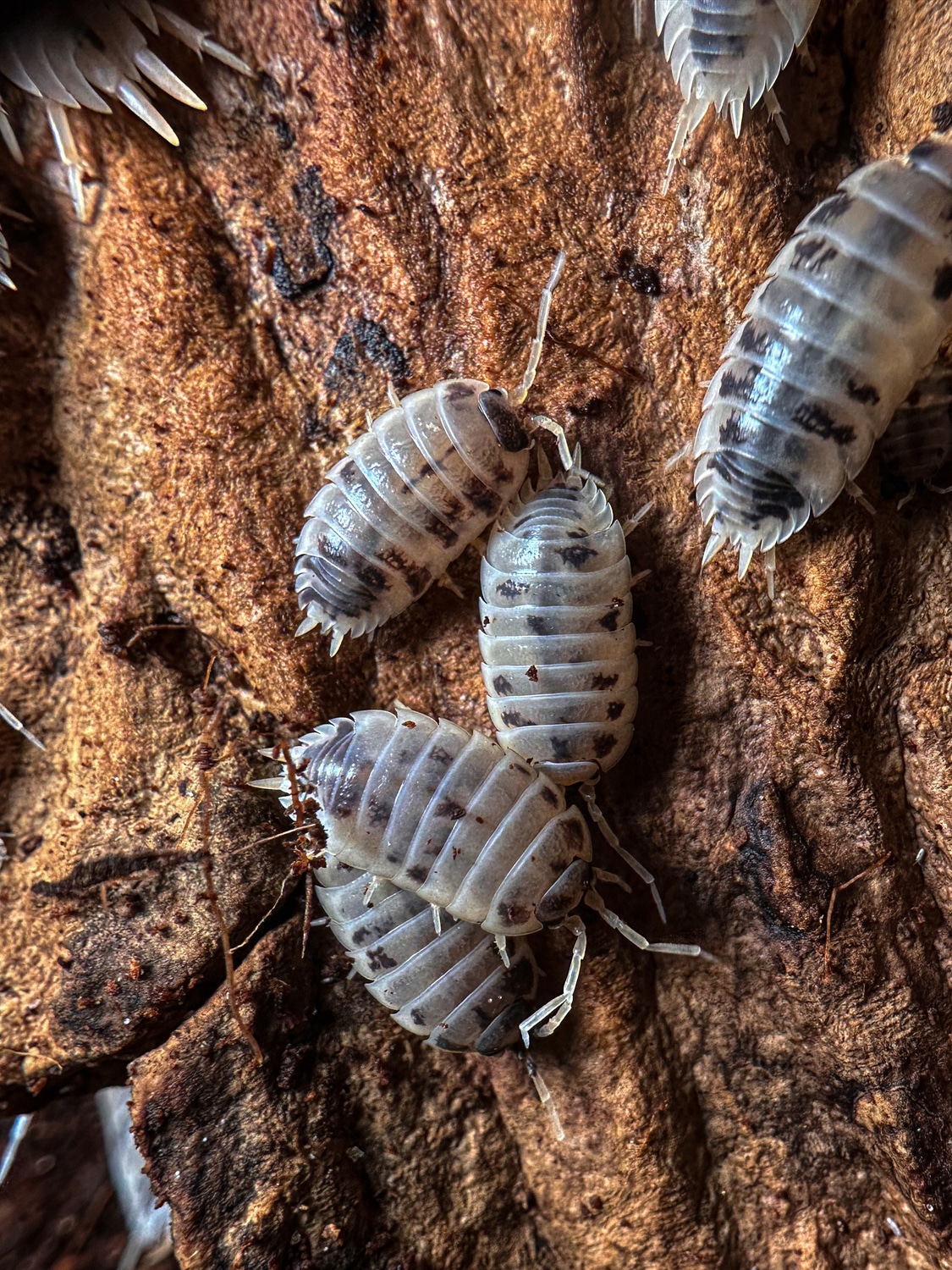 Dairy Cow Isopod