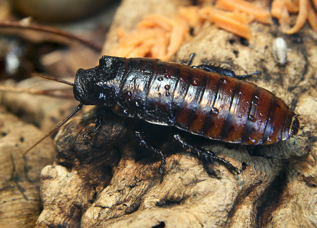 Madagascar Hissing Cockroach