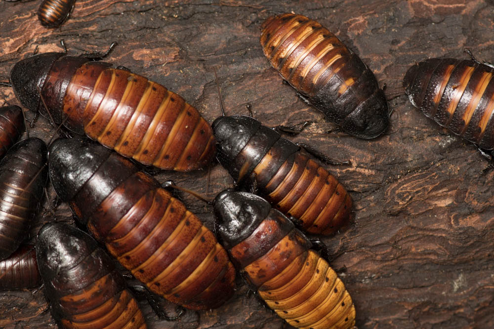 Madagascar Hissing Cockroach