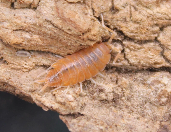 Powder Orange Isopods view 1