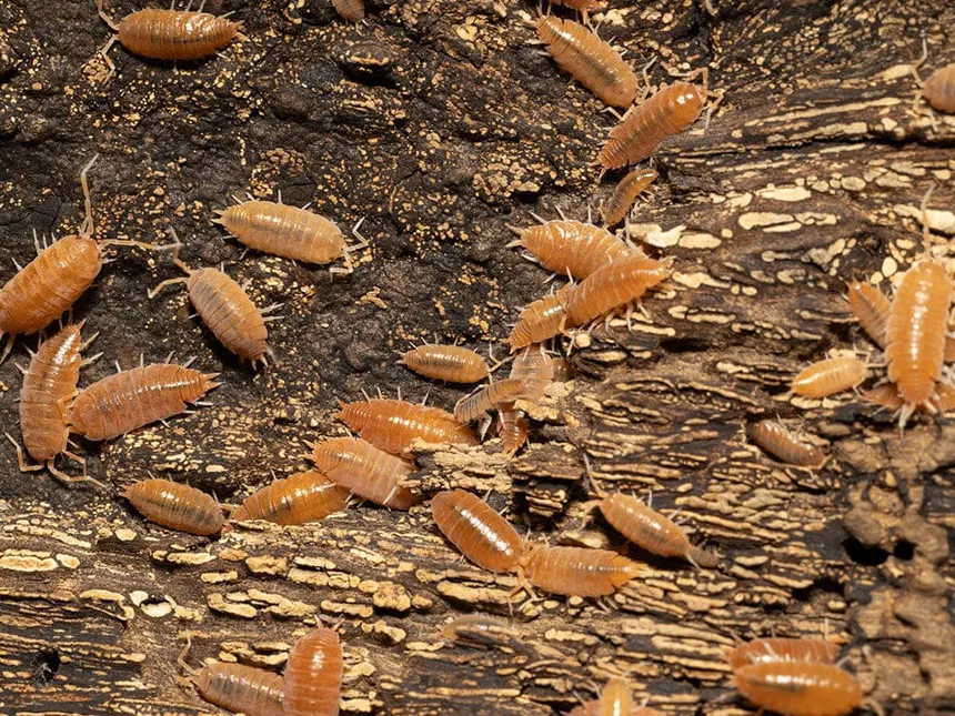 Powder Orange Isopods view 3