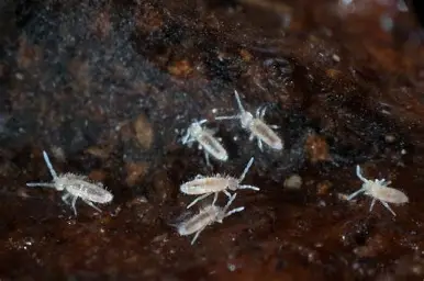 Springtails view 2