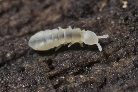 Springtails view 3