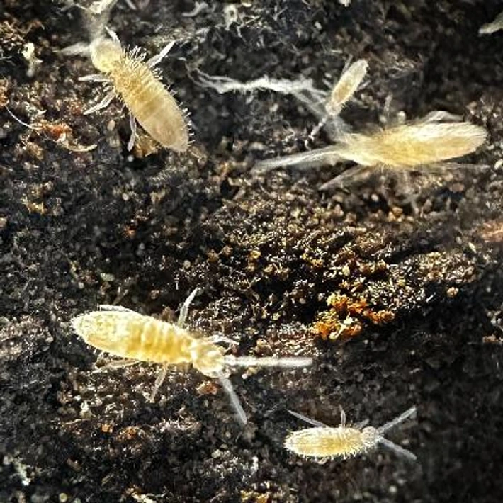 Springtails