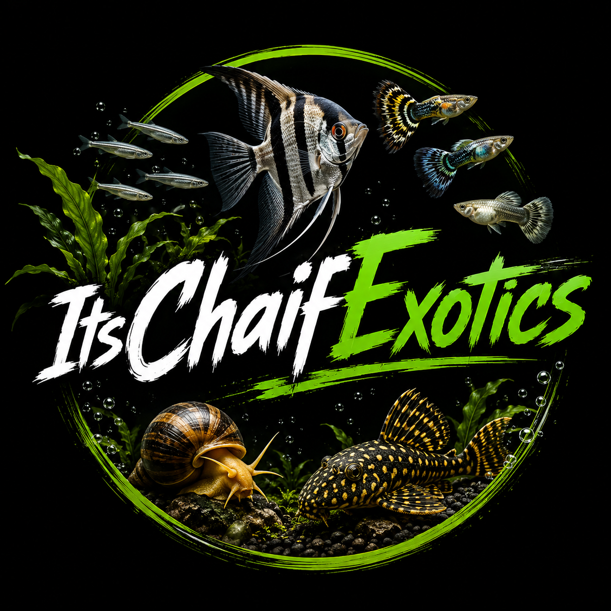 Its Chaif Exotics