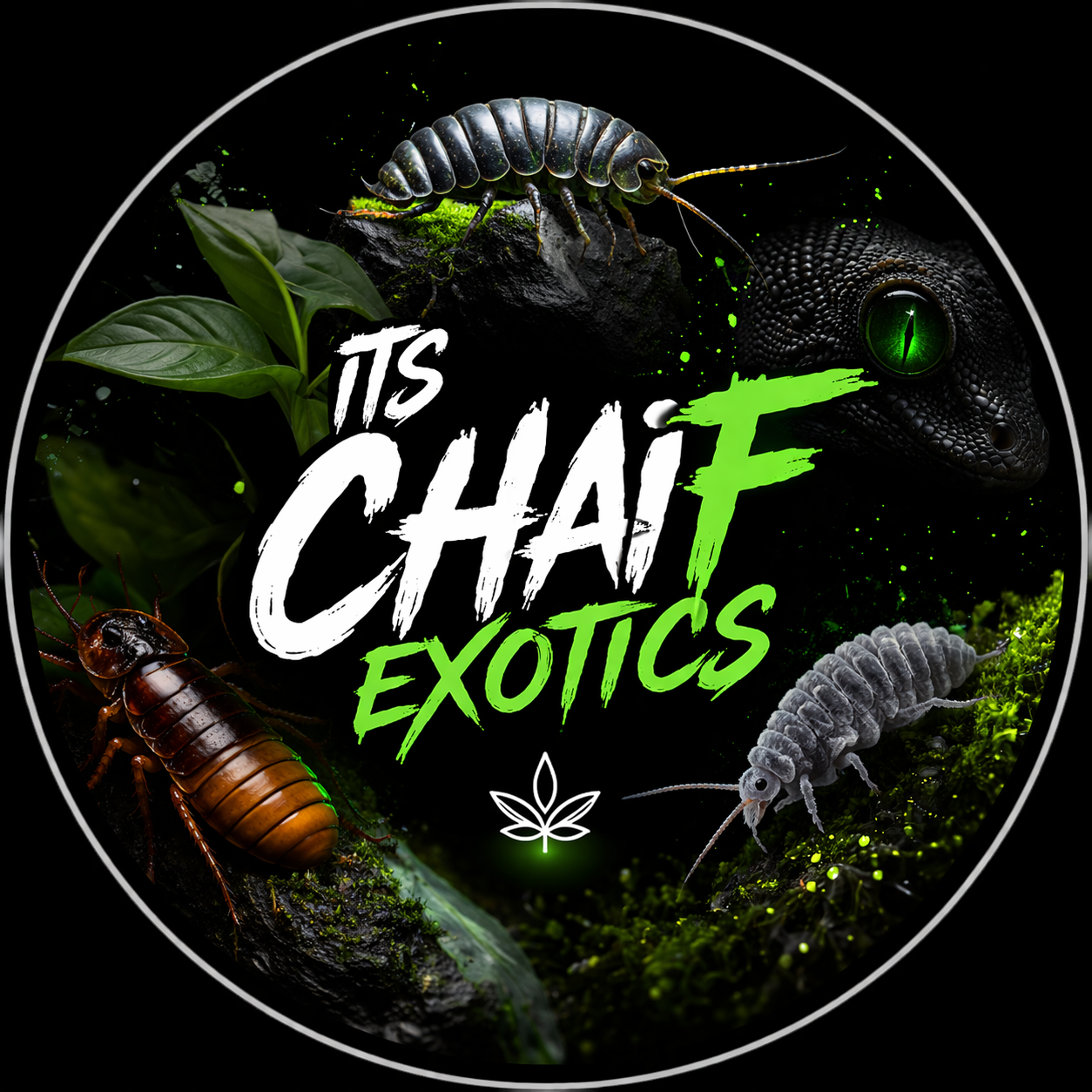 Its Chaif Exotics Logo